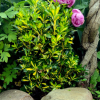 От април Храст Евронимус японика Вариегата /Euonymus japonicа aurea/, снимка 3 - Градински цветя и растения - 38471351