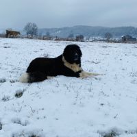 Българско овчарско куче, снимка 5 - Каракачанска овчарка - 45542338