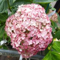 Хортензия Бъбългъм за супер слънце, Hydrangea Candybelle Bubblegum, снимка 2 - Градински цветя и растения - 45702429