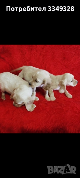 кокери , снимка 1