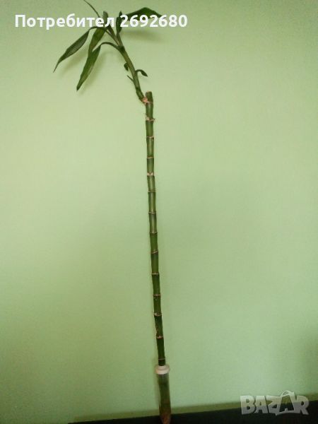 Бамбук (80см.) с корени в капсула  , снимка 1