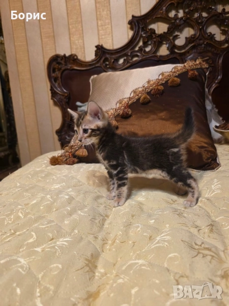 Бенгалски котета, снимка 1
