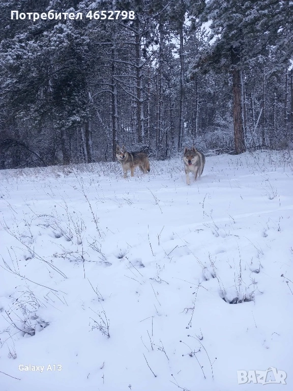 Чехословашки Вълчак, снимка 1