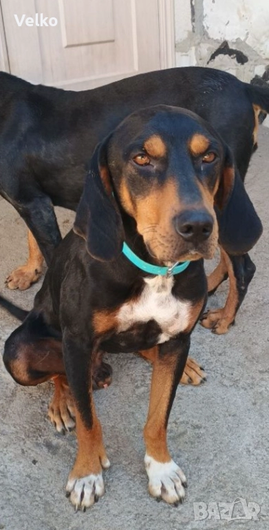 Работещо гонче на 5 години , снимка 1