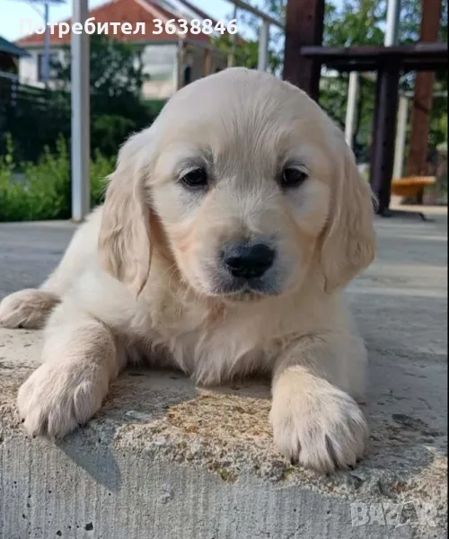 Голдън ретривър, снимка 1