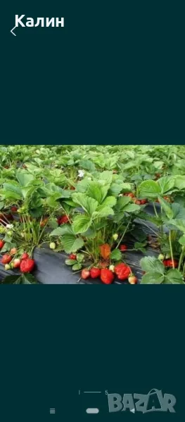 продаваме разсад ягоди , снимка 1