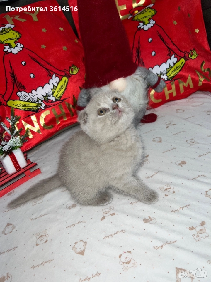 Клепоухо шотландско момченце, снимка 1