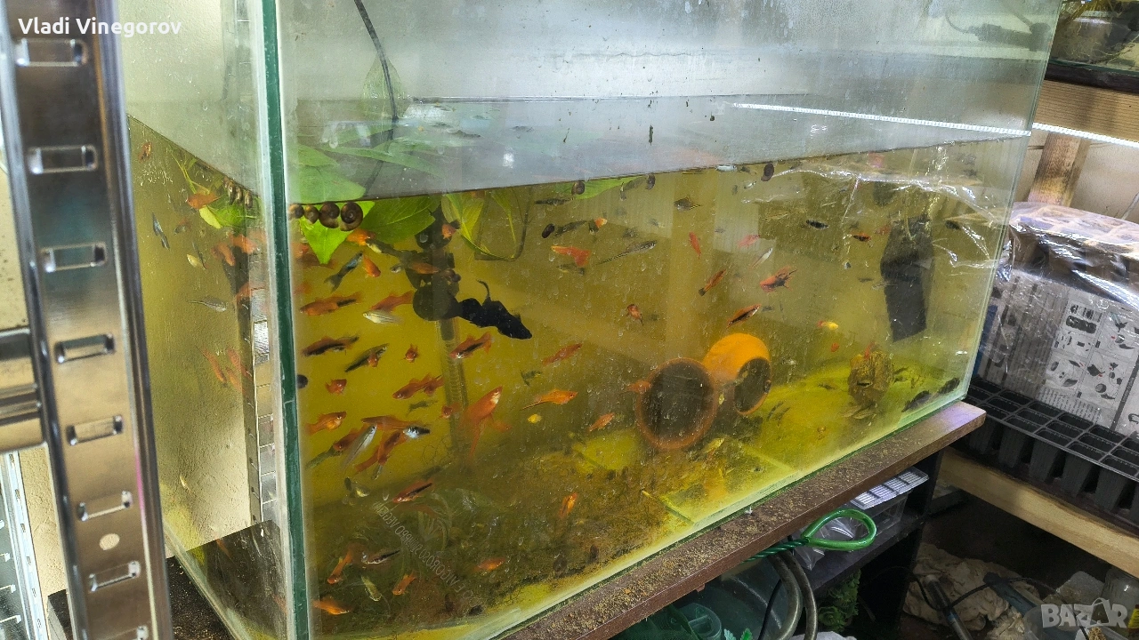 Всичките рибки за 55 евро. Само за гр. Видин!!!, снимка 1