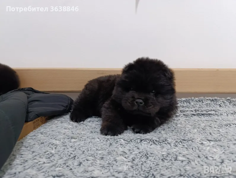 Чау Чау, снимка 1