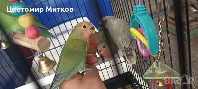 Папагали ръчно хранени неразделки, снимка 4 - Папагали - 51135664