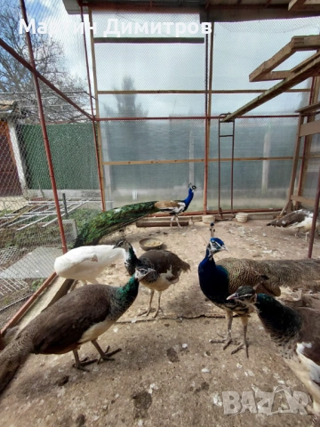 Млади пауни Арлекин и бели