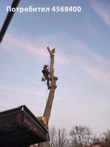 Премахване на опасни дървета , снимка 2 - Други услуги - 51406602