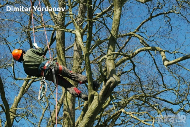 Режем ОПАСНИ дървета!, снимка 2 - Други услуги - 52674734