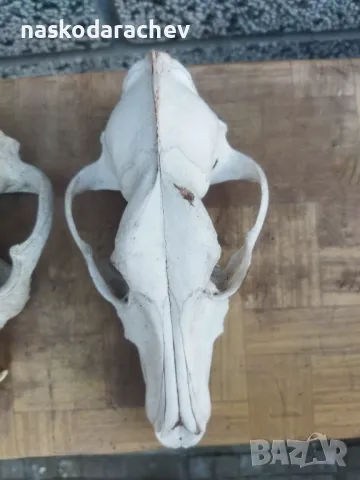 Череп, черепи за декорация, снимка 14 - Декорация за дома - 39432640