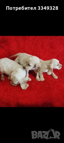 кокери , снимка 1