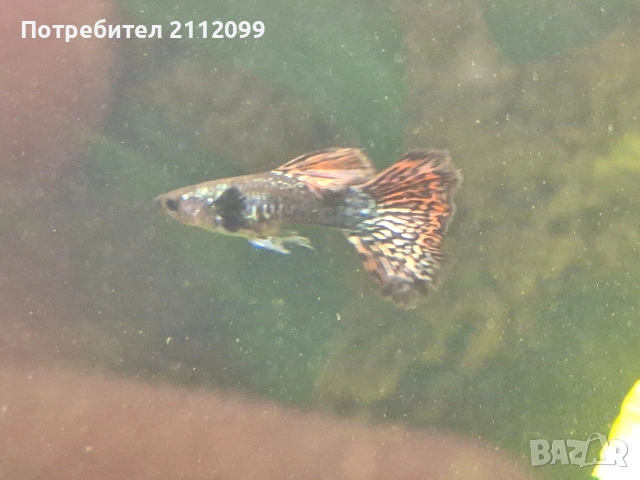 Гупи червен дракон 10бр., снимка 2 - Рибки - 54034141