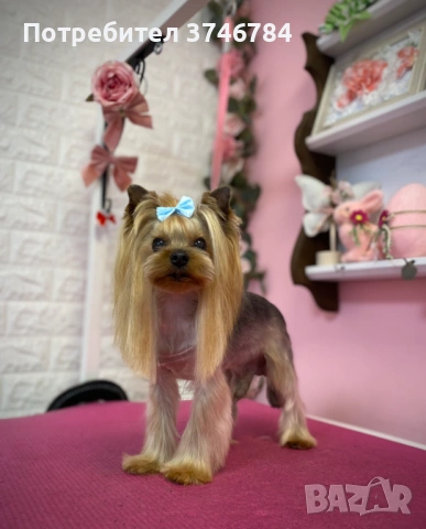 Продавам мини Йоркита 3 бр 