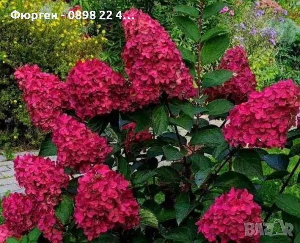 Хортензия paniculata Wim's Red, снимка 5 - Разсади - 46012925