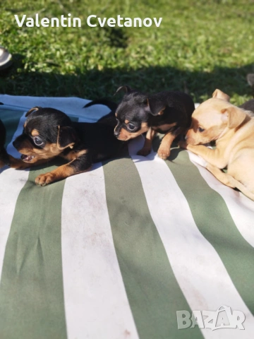  кученца , снимка 13 - Пинчер - 53499522