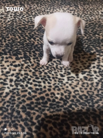 Сладки чихупинчери, снимка 10 - Чихуахуа - 52739986