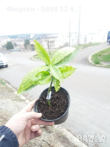 Аукуба -Aucuba, снимка 6 - Разсади - 52383950