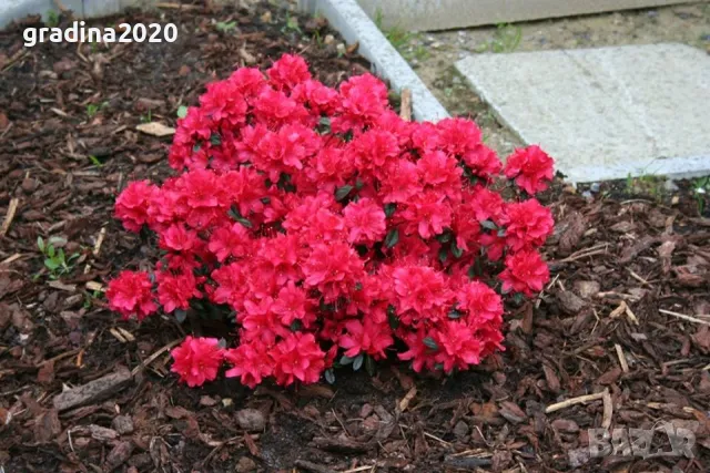 Азалия - Градинска, снимка 2 - Разсади - 49970936