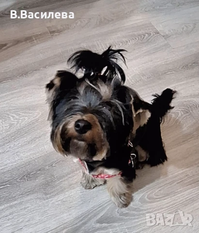 Йоркширски териер-момиче