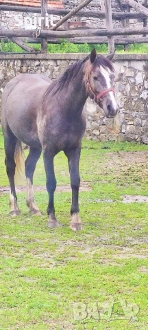 Ездитна арабска шагия Флика, снимка 5 - Коне - 51948635