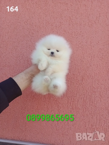 Бели миниатюрни минита. Мини Померани. Реални снимки !, снимка 3 - Померан - 53853438