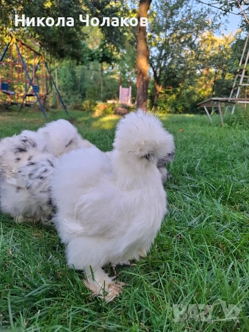 Американски копринки яйца , снимка 4 - Кокошки и пуйки - 54220790