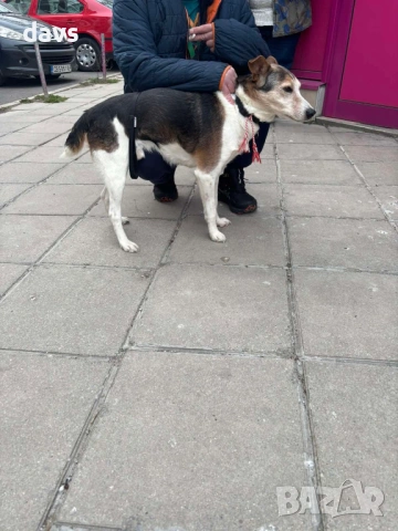 Добродушен Mладеж Tърси Дом, снимка 11 - Други - 53994566