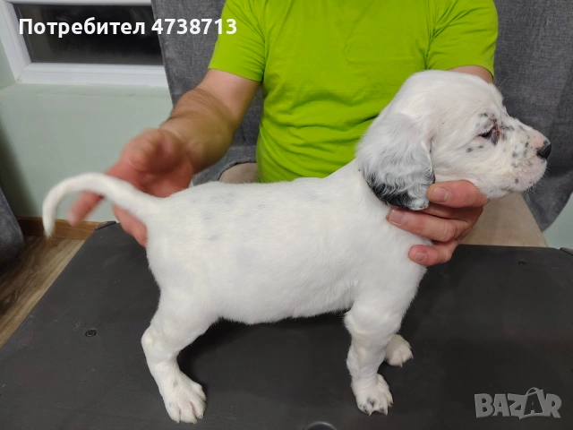 Английски сетер , снимка 9 - Английски сетери - 53565556