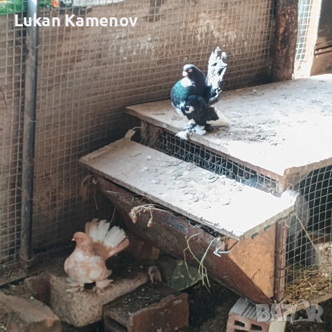 продавам чифт шабо и чифт руски, снимка 7 - други­ - 53711830