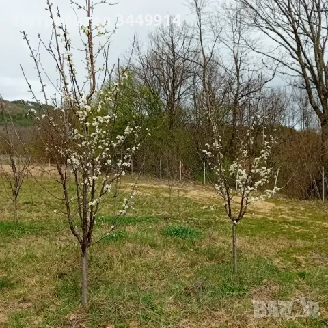 Овощни градини био- сливи до Правец, снимка 8 - Земеделска земя - 50220274