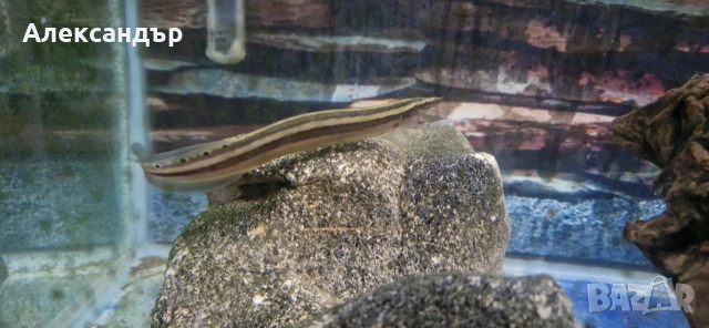 рибки и аквариум, снимка 8 - Рибки - 53109167