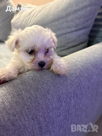 Малтийска болонка , снимка 2 - Болонка - 53260107