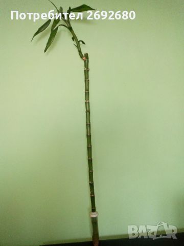 Бамбук (80см.) с корени в капсула  , снимка 1 - Стайни растения - 45436239