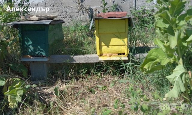 пчелни семейства , снимка 2 - За пчели - 46265178