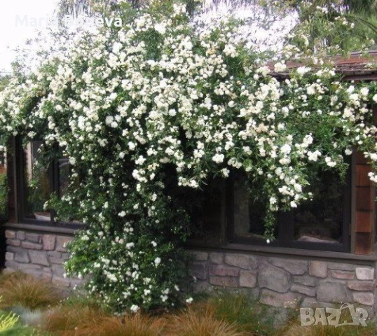 Роза Лейди Банкс -Уникална катереща се роза без бодли 1.30до 1.80см, снимка 3 - Градински цветя и растения - 54010171