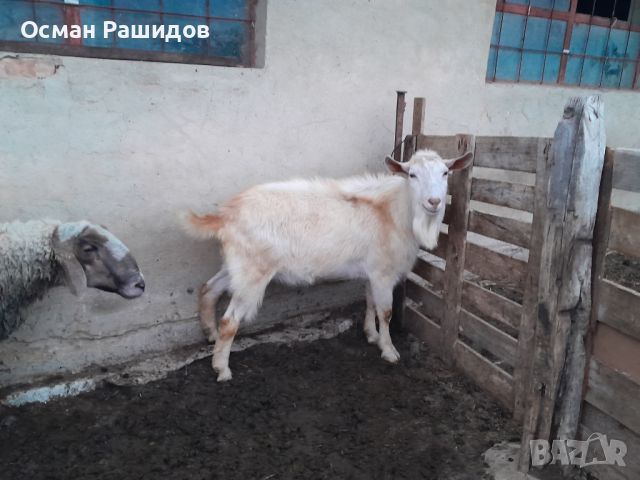 Продавам коч и козел , снимка 2 - Овце - 45448146