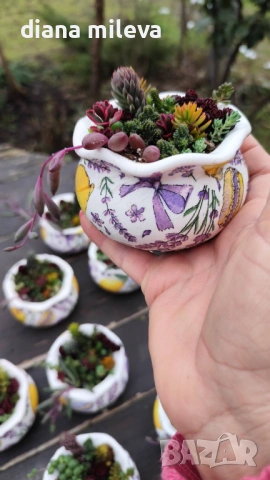 Гърнета аранжирани със сукуленти!, снимка 16 - Декорация за дома - 53206137
