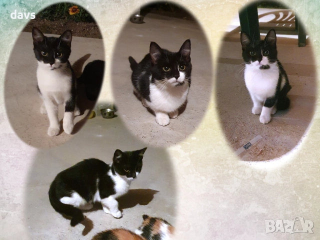 Малки котета – различни шарки, снимка 4 - Други - 51941131