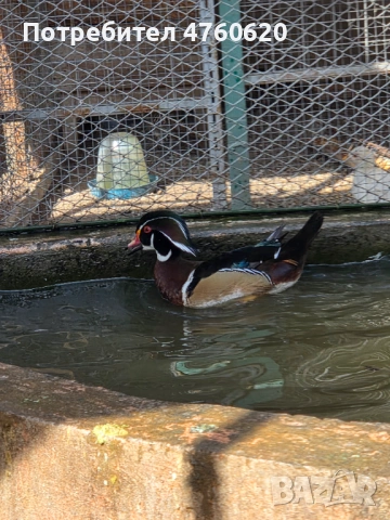Мъжки патета мандаринки и каролинки