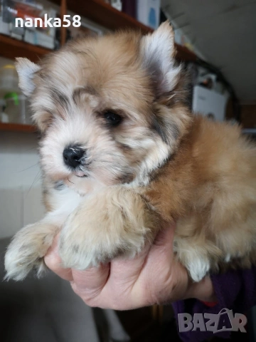 Продавам мъжко йорки, снимка 4 - Йоркширски териер - 53935045