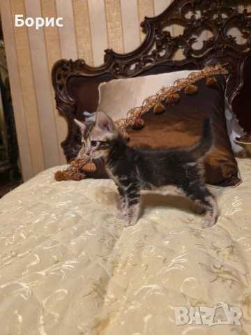 Бенгалски котета, снимка 1