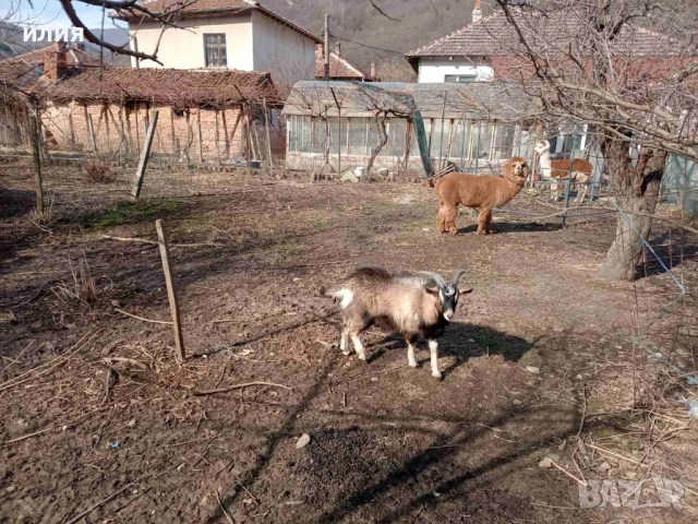 Продавам мини пръчле на 1г. , снимка 5 - Други животни - 53780949