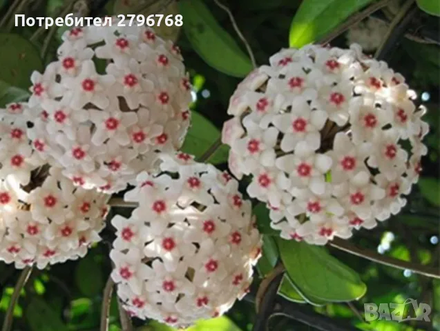 Hoya carnosa/хоя карноза (восъче), снимка 2 - Стайни растения - 49347814