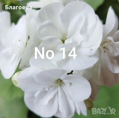 Комплект вкоренени резници Мушкато 10 бр - 9 цвята , снимка 7 - Стайни растения - 46905641