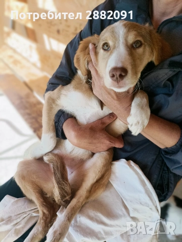 Подарява се 5 месечно женско куче, снимка 3 - Други - 54183716