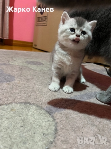 Страхотни  британчета, снимка 5 - Британска късокосместа - 52505141